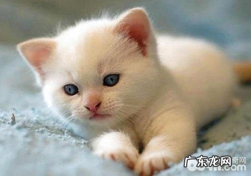 猫咪饭量削减是什么原因?