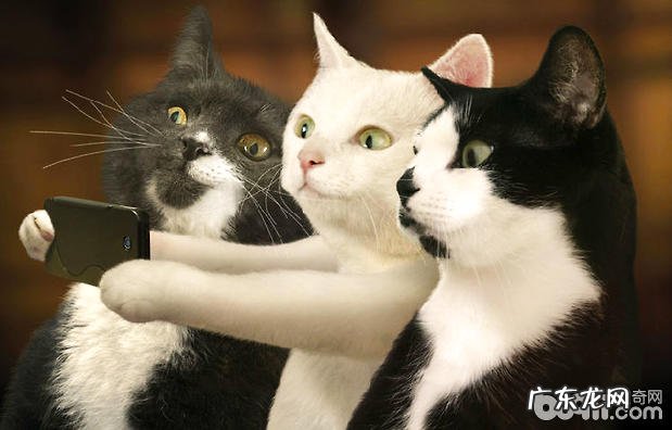 缅甸猫的日子习性介绍