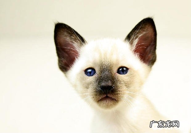 猫咪磨爪子是怎么回事? 怎么阻挠猫咪磨爪