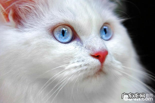 安哥拉猫的日子习性