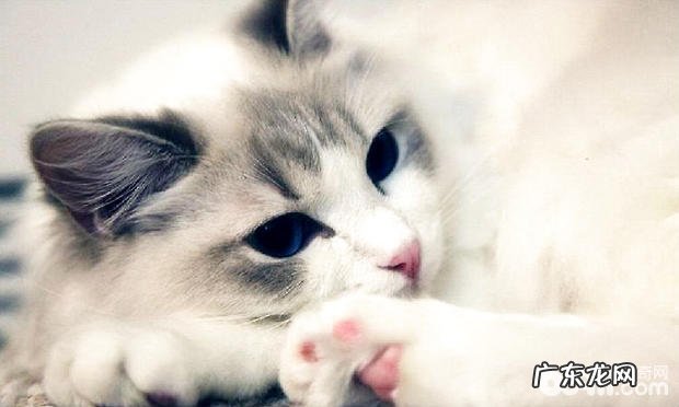 布偶猫养殖注意事项,布偶猫怎样养好