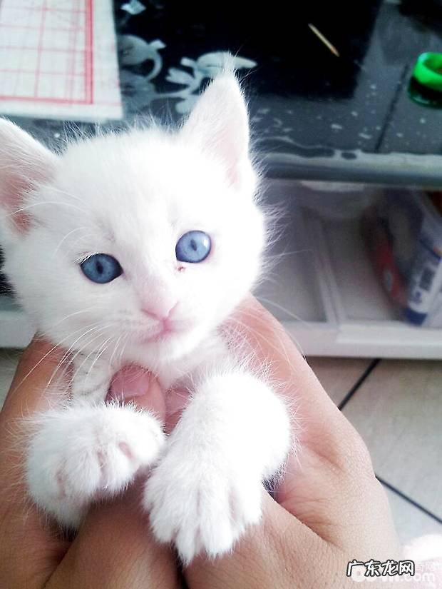 波斯猫怎样洗澡,怎样给波斯猫洗澡