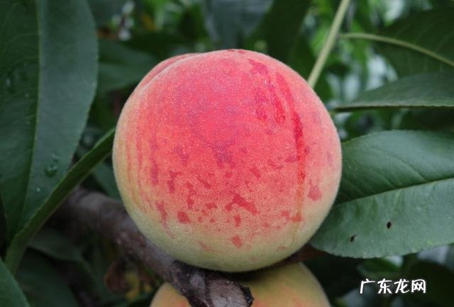 怎么样才能快速減掉五十斤?