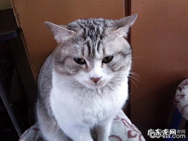 怎么整理猫咪毛发?猫咪毛发整理留意些什么呢