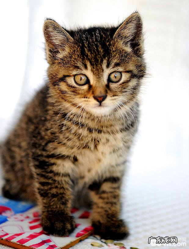 狸花猫怎么护理?狸花猫美容和洗澡要注意什么