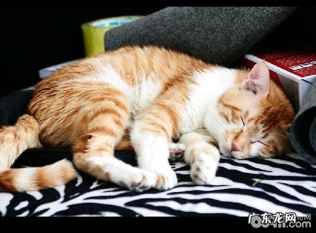 狸花猫怎么美容护理?狸花猫洗澡和修剪脚爪技巧