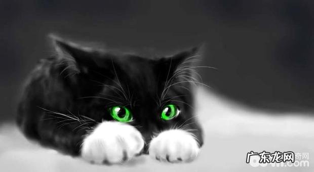 孟买猫的日常护理有哪些关键，孟买猫日常养殖注意事项