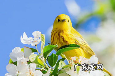 淘宝直播怎么升到v2?如何升级?