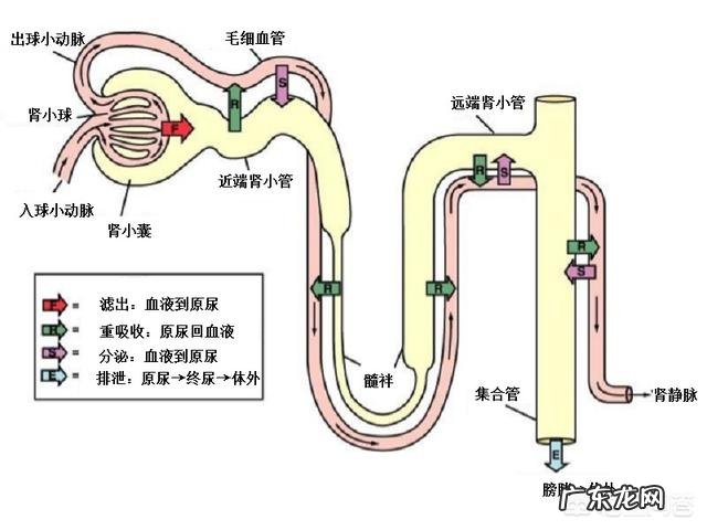 一喝水就有尿的人和喝水多没尿的人,谁更健康尿多是肾不好吗