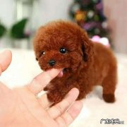 贵宾犬分几种体型怎么区分