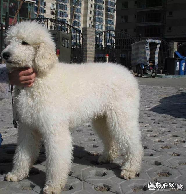贵宾犬分几种体型怎么区分