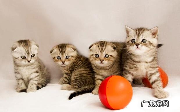 怎么给折耳猫整理毛发,怎么护理折耳猫