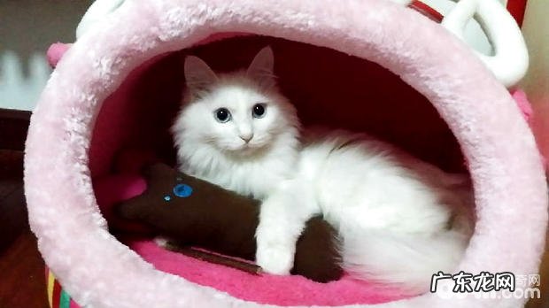 长毛猫的护理办法,怎么给长毛猫洗澡和护理