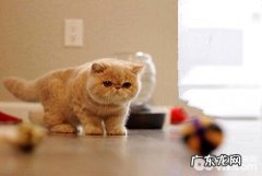 加菲猫多少钱一只 加菲猫价格盘点