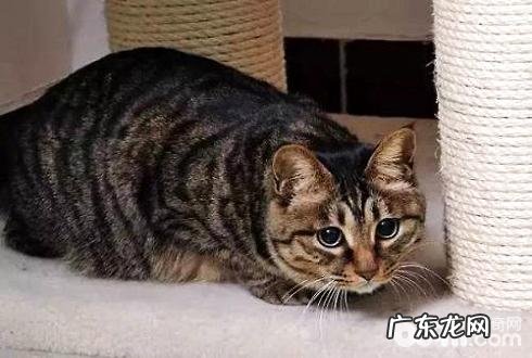 狸花猫适合做宠物猫吗 狸花猫习性介绍
