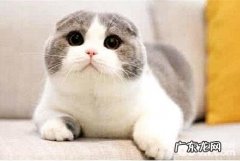 苏格兰折耳猫多少钱一只 苏格兰折耳猫价格盘点