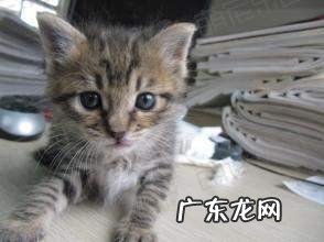 小猫怎样养?小猫常见病