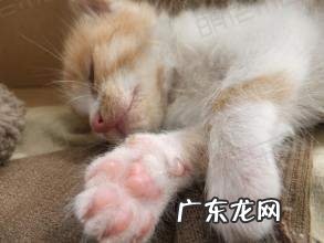 小猫怎样养?小猫常见病
