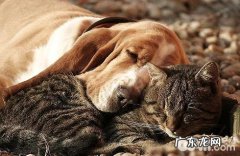 猫咪和狗狗能够一同养吗？