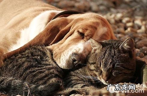 猫咪和狗狗能够一同养吗？