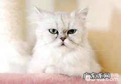金吉拉猫多少钱一只？金吉拉猫价格盘点
