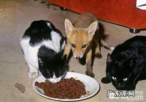 猫不能吃的食物都有哪些?