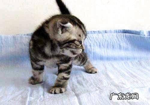 重生的小猫吃什么比较好?