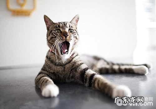 十大最常见的宠物猫种类