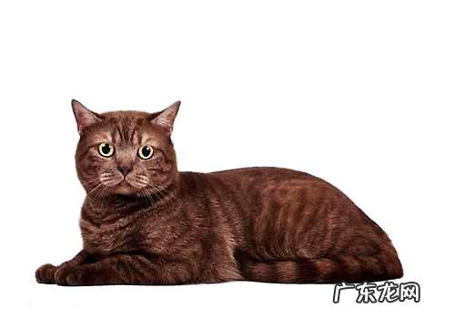 猫咪可不可以吃巧克力？