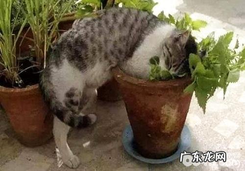 猫薄荷对猫有什么影响?猫薄荷是什么?