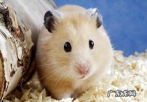 仓鼠的寿数是多少？养殖注意事项有哪些？