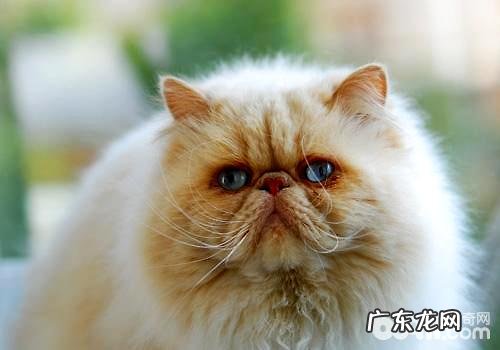 波斯猫多少钱一只？波斯猫好养吗？