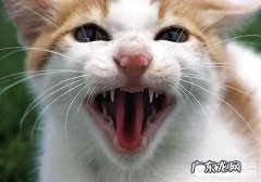 猫咬了用不用打针