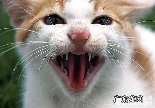 猫咬了用不用打针