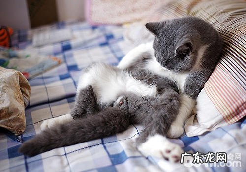 猫为什么要割蛋蛋