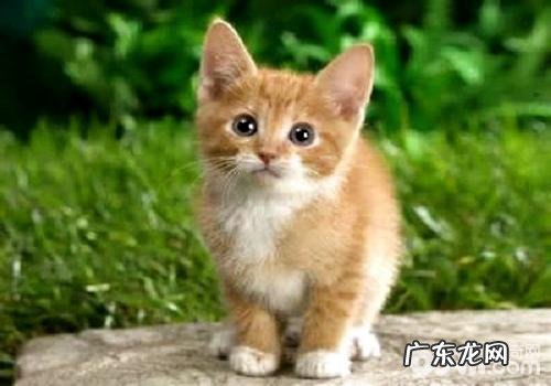 中华田园猫多少钱一只?带你了解真实的中华田园猫