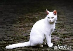 纯白色的中华田园猫
