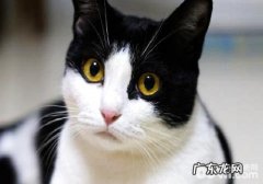 中华田园猫黑白猫习性介绍