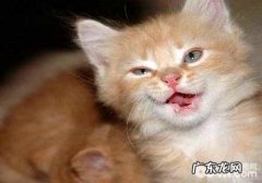 你知道深夜猫叫的原因吗？