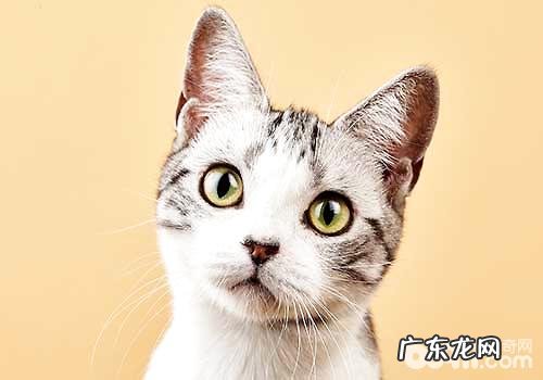 美短猫多少钱一只?