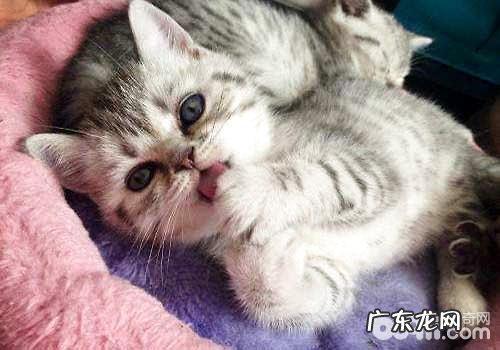 小猫多久断奶?怎么断奶?