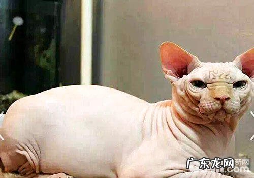 史上最丑的猫，加拿大无毛猫多少钱