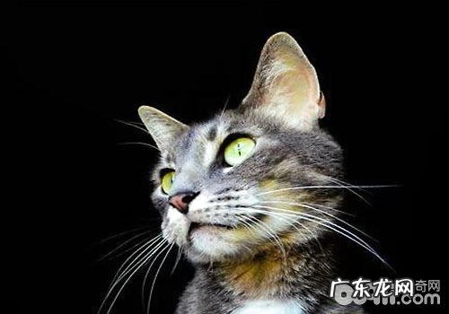 本来猫胡子的效果这么多