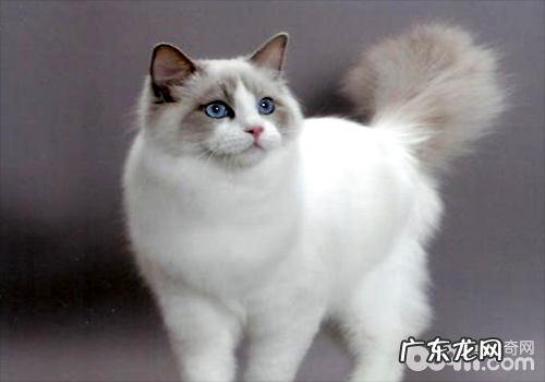 布偶猫为什么不能养，不适宜养布偶猫的四大理由