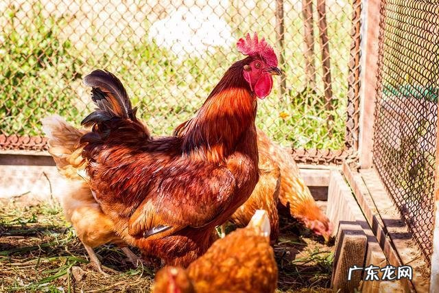 儿童早熟的元凶-儿童早熟的真相