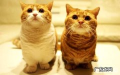 猫抓沙发太烦恼怎么处理？猫咪总是抓沙发怎么办