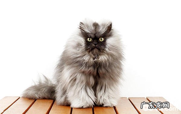 铲除猫咪跳蚤的办法