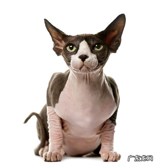 加拿大无毛猫的繁衍常识介绍