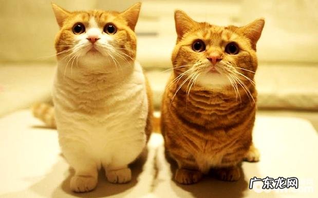 猫繁衍时要注意的四个当地,猫咪配种注意事项