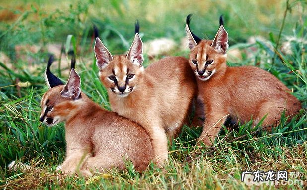 狞猫怎么繁衍?狞猫繁衍时刻介绍